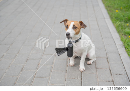 Playful Dog Holding Waste Bag on a Path.  133656609