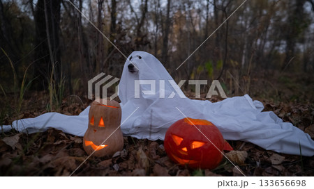 Jack Russell Terrier dog in a ghost costume for Halloween in the woods. Jack Russell Terrier dog in a ghost costume for Halloween in the woods. 133656698