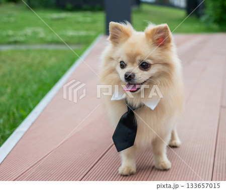 Cute Pomeranian in a tie on a walk. Cute Pomeranian in a tie on a walk. 133657015
