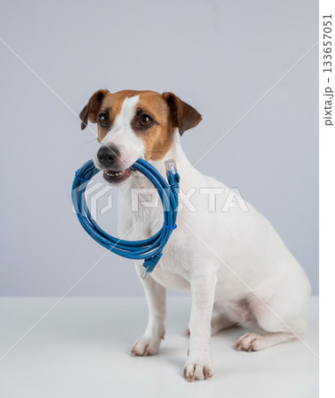 Jack Russell Terrier Dog Holds Internet Cable in Mouth.  133657051