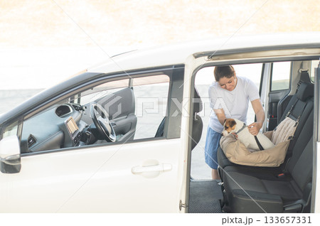 The owner fastens the Jack Russell Terrier dog with a seat belt. 133657331