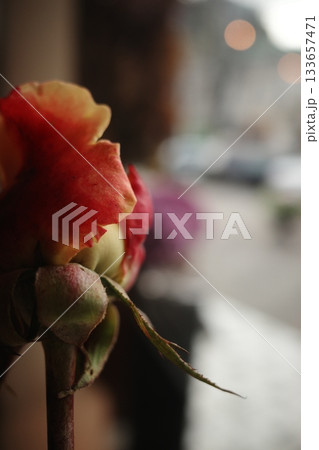A rose on a table in a cafe opposite the window A rose on a table in a cafe opposite the window 133657471