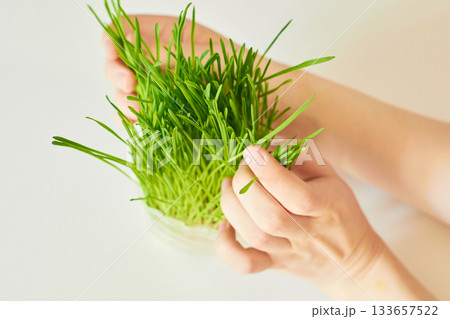 Girl's hands hold sprouted oats on a white background. The concept of a healthy and eco-friendly lifestyle. Girl's hands hold sprouted oats on a white background. The concept of a healthy and eco-friendly lifestyle. 133657522
