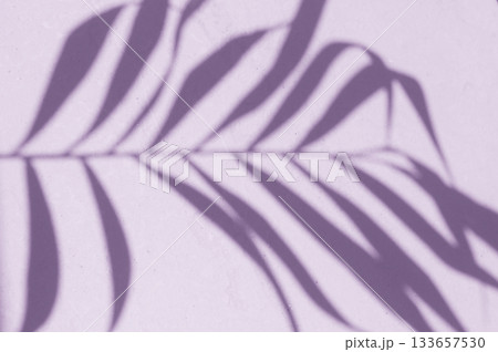 Shadow leaf dypsis on wall. Very Peri Pantone color of the year 2022. Shadow leaf dypsis on wall. Very Peri Pantone color of the year 2022. 133657530