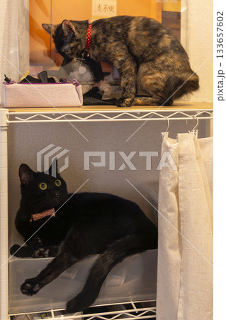 黒猫とサビ猫 133657602