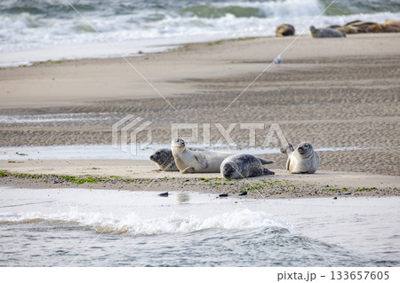 Eierland, De Cocksdorp, Texel, The Netherlands, Oktober 28th, 2024, Seals Sunbathing on a Beautiful Eierland, De Cocksdorp, Texel, The Netherlands, Oktober 28th, 2024, Seals Sunbathing on a Beautiful 133657605
