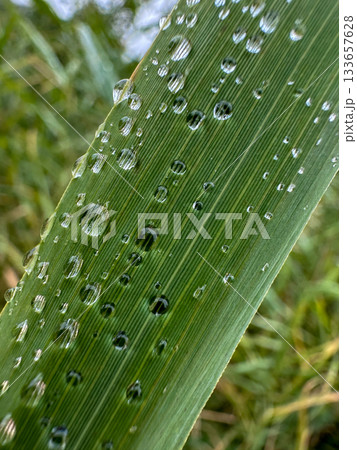 Dewcovered grass showcases intricate vein patterns under gentle sunlight 133657628