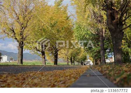 朝倉農業高校跡地のイチョウ並木 133657772