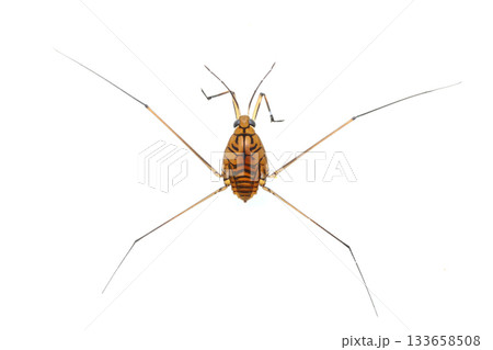 シマアメンボ 133658508