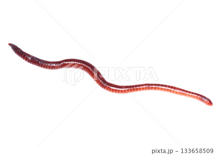 伸びたシマミミズ 133658509