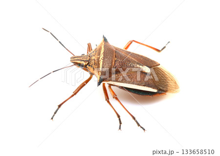 シロヘリクチブトカメムシ シロヘリクチブトカメムシ 133658510