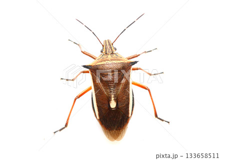 上からみたシロヘリクチブトカメムシ 133658511