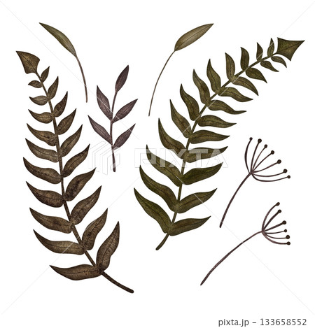 Serene watercolor fern leaves and botanical branches in muted green-brown tones on a white background. 133658552