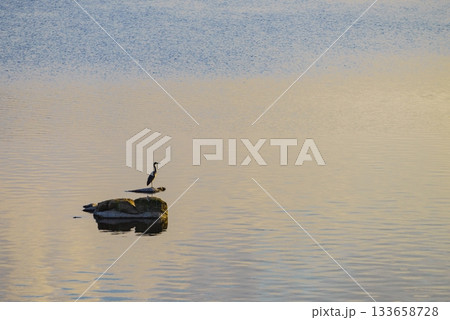 Grey heron on lake Grey heron on lake 133658728