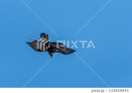 A golden eagle hunting demonstration. 133658843