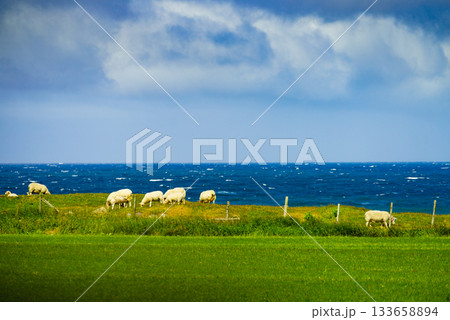 Sheeps on meadow in Norway 133658894
