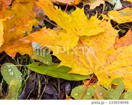 Bright autumn leaves resting on the forest floor after a rain shower Bright autumn leaves resting on the forest floor after a rain shower 133659046
