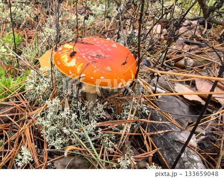 Bright orange mushroom stands out among green moss and fallen leaves 133659048