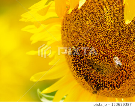 Blooming sunflower with honey bee Blooming sunflower with honey bee 133659387