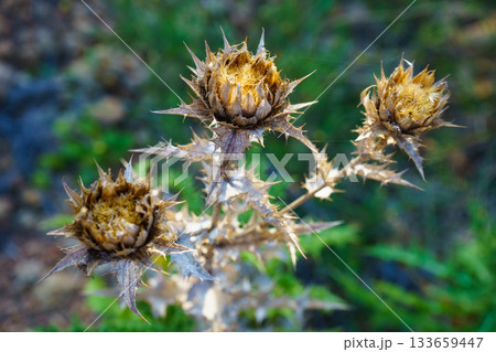 Mediterranean nature. Plant with thorns 133659447