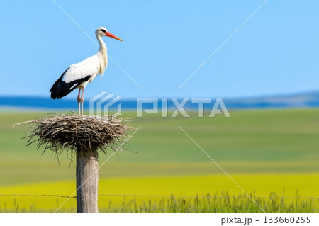 Stork stands tall in nest on wooden pole overlooking tranquil countryside landscape on a warm spring day with soft blue sky 133660255
