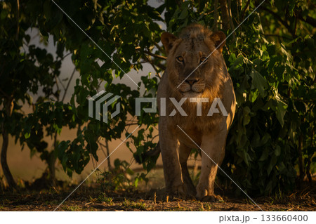 Male lion in bushes stands watching camera 133660400