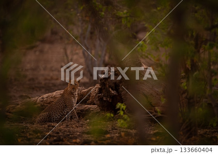 Male leopard sits beside log watching camera 133660404
