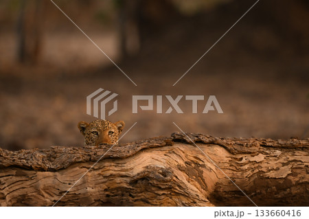 Male leopard lies behind log in woods Male leopard lies behind log in woods 133660416