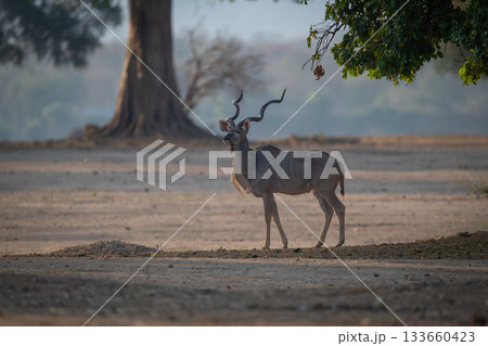 Male greater kudu stands under low-hanging branch Male greater kudu stands under low-hanging branch 133660423