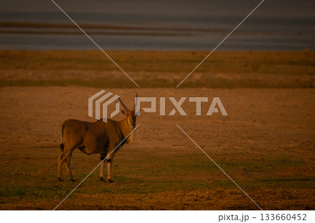 Male common eland stands on sunlit floodplain Male common eland stands on sunlit floodplain 133660452