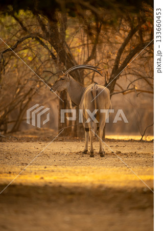 Male common eland stands looking toward camera 133660453