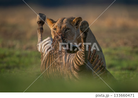 Lioness stands feeding on zebra in grassland 133660471