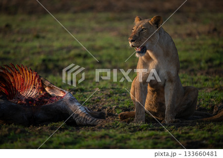 Lioness sits by zebra carcase in grass Lioness sits by zebra carcase in grass 133660481