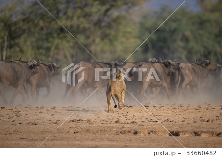 Lioness runs after herd of Cape buffaloes Lioness runs after herd of Cape buffaloes 133660482