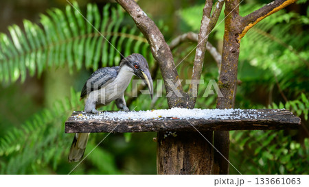 Sri Lanka grey hornbill (Ocyceros gingalensis) feeding on a birdfeeder. Sri Lanka grey hornbill (Ocyceros gingalensis) feeding on a birdfeeder. 133661063