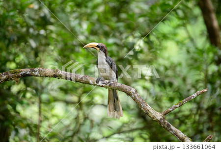 Sri Lanka grey hornbill (Ocyceros gingalensis) perched on a mossy branch in the Sinharaja Forest Reserve. Distinctive long bill and plumage stand out against the dense green foliage backdrop Sri Lanka grey hornbill (Ocyceros gingalensis) perched on a mossy branch in the Sinharaja Forest Reserve. Distinctive long bill and plumage stand out against the dense green foliage backdrop 133661064