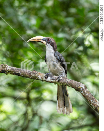 Sri Lanka grey hornbill (Ocyceros gingalensis) perched on a mossy branch in the Sinharaja Forest Reserve. Distinctive long bill and plumage stand out against the dense green foliage backdrop 133661065
