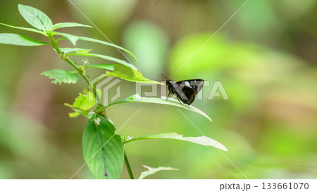 Restricted demon butterfly resting on a leaf in the Sinharaja rain forest. 133661070