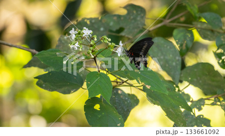 Blue Mormon butterfly drinking nectar from small wildflowers at Sinharaja rain forest Blue Mormon butterfly drinking nectar from small wildflowers at Sinharaja rain forest 133661092