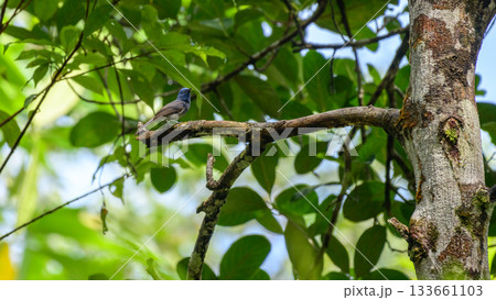 Black-naped monarch or black-naped blue flycatcher (Hypothymis azurea) perches on a tree branch at Sinharaja Forest Reserve 133661103