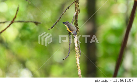 White-throated Flowerpecker, also known as Legge's flowerpecker (Dicaeum vincens), perched on a mossy branch in the Sinharaja rainforest 133661107