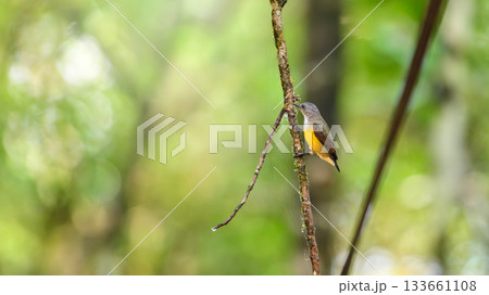White-throated Flowerpecker, also known as Legge's flowerpecker (Dicaeum vincens), perched on a mossy branch in the Sinharaja rainforest 133661108