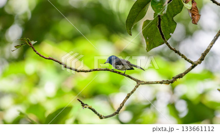 Black-naped monarch or black-naped blue flycatcher (Hypothymis azurea) perches on a tree branch at Sinharaja Forest Reserve 133661112