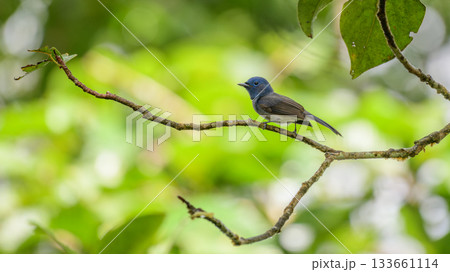 Black-naped monarch or black-naped blue flycatcher (Hypothymis azurea) perches on a tree branch at Sinharaja Forest Reserve 133661114