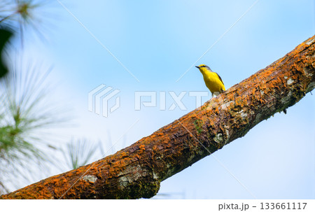 Orange minivet female (Pericrocotus flammeus) bird perched on a moss-covered branch in the Sinharaja Forest Reserve Orange minivet female (Pericrocotus flammeus) bird perched on a moss-covered branch in the Sinharaja Forest Reserve 133661117