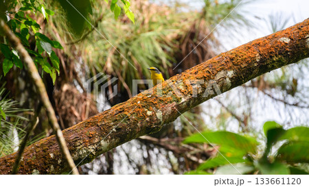 Orange minivet female (Pericrocotus flammeus) bird perched on a moss-covered branch in the Sinharaja Forest Reserve Orange minivet female (Pericrocotus flammeus) bird perched on a moss-covered branch in the Sinharaja Forest Reserve 133661120
