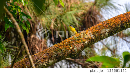 Orange minivet female (Pericrocotus flammeus) bird perched on a moss-covered branch in the Sinharaja Forest Reserve 133661122