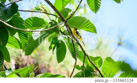 Orange minivet female (Pericrocotus flammeus) bird perched in a tree branch at Sinharaja Forest Reserve Orange minivet female (Pericrocotus flammeus) bird perched in a tree branch at Sinharaja Forest Reserve 133661124