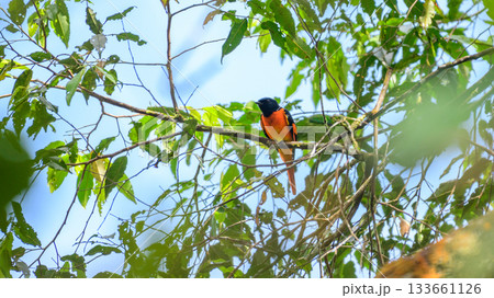 Orange minivet male (Pericrocotus flammeus) bird perched in tree branch at Sinharaja Forest Reserve 133661126