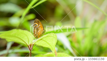 Glad-eye bushbrown butterfly on a green leaf at the Sinharaja forest reserve 133661130